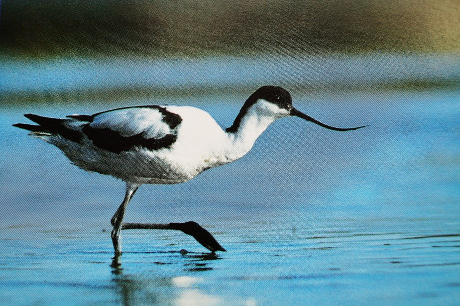 Avocet