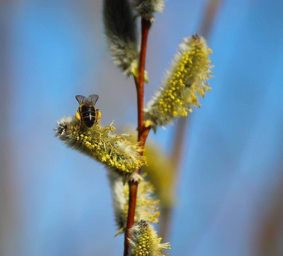 Bees and Willow, ( photo: Jonathan Shackleton) March 2015