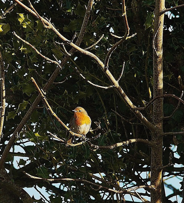 Robin singing