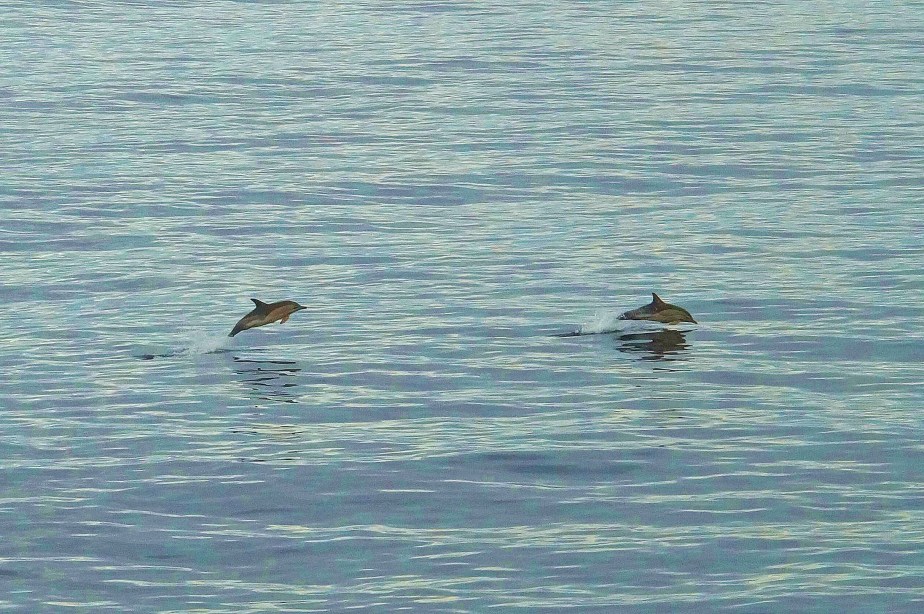 Common Dolphins