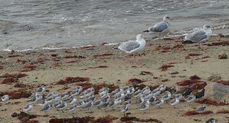 Sleeping Sanderlings
