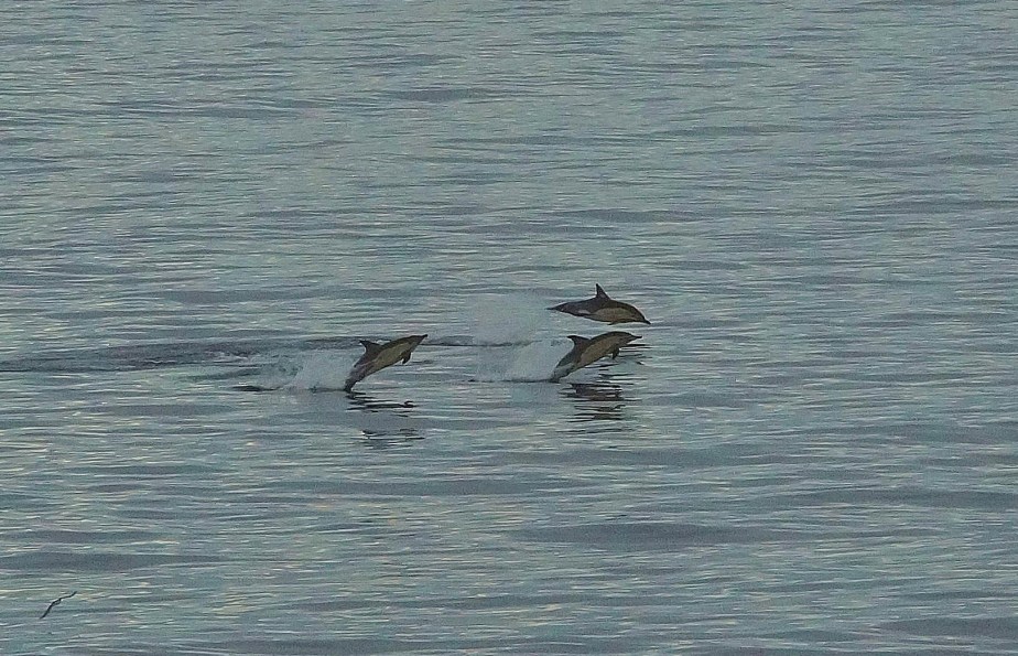 Common Dolphins