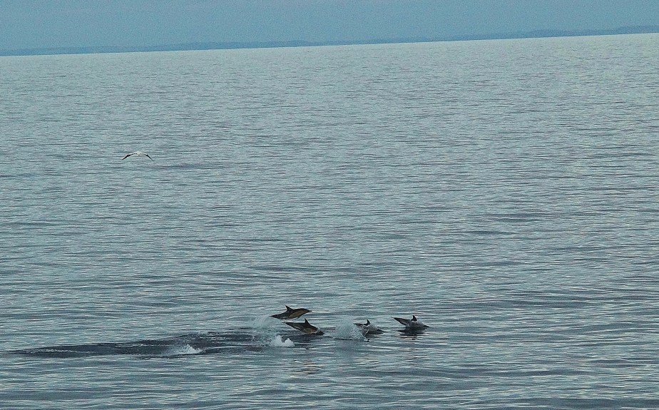 Common Dolphins