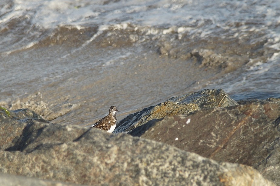 Turnstone